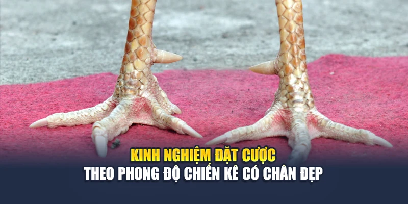 Kinh nghiệm đặt cược theo phong độ chiến kê có chân đẹp